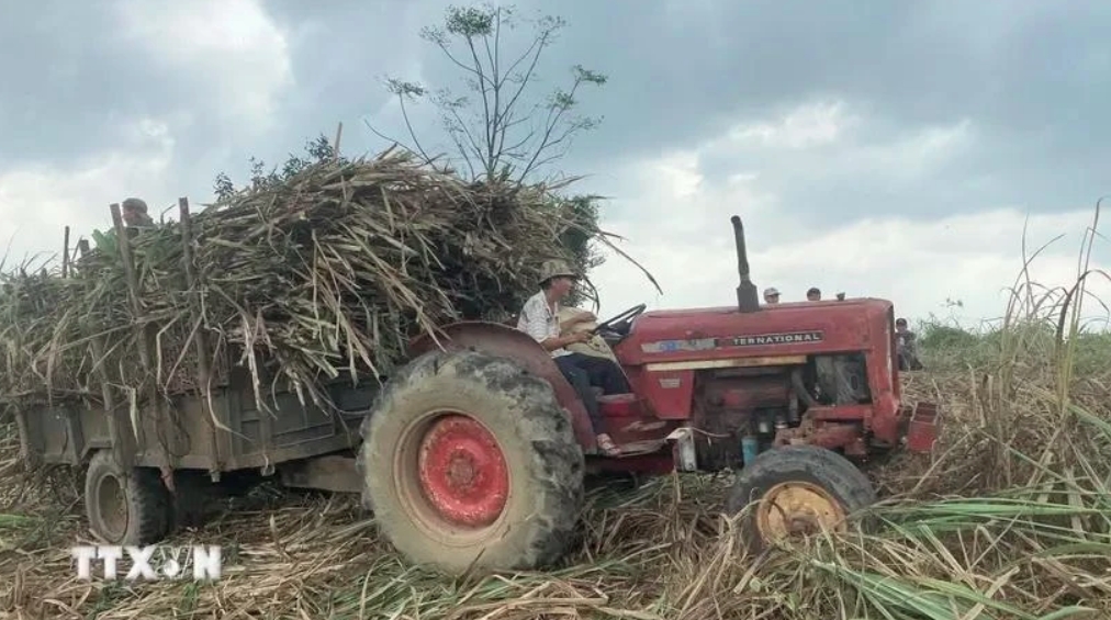 Vietnamese sugar cane tops ASEAN in productivity for first time